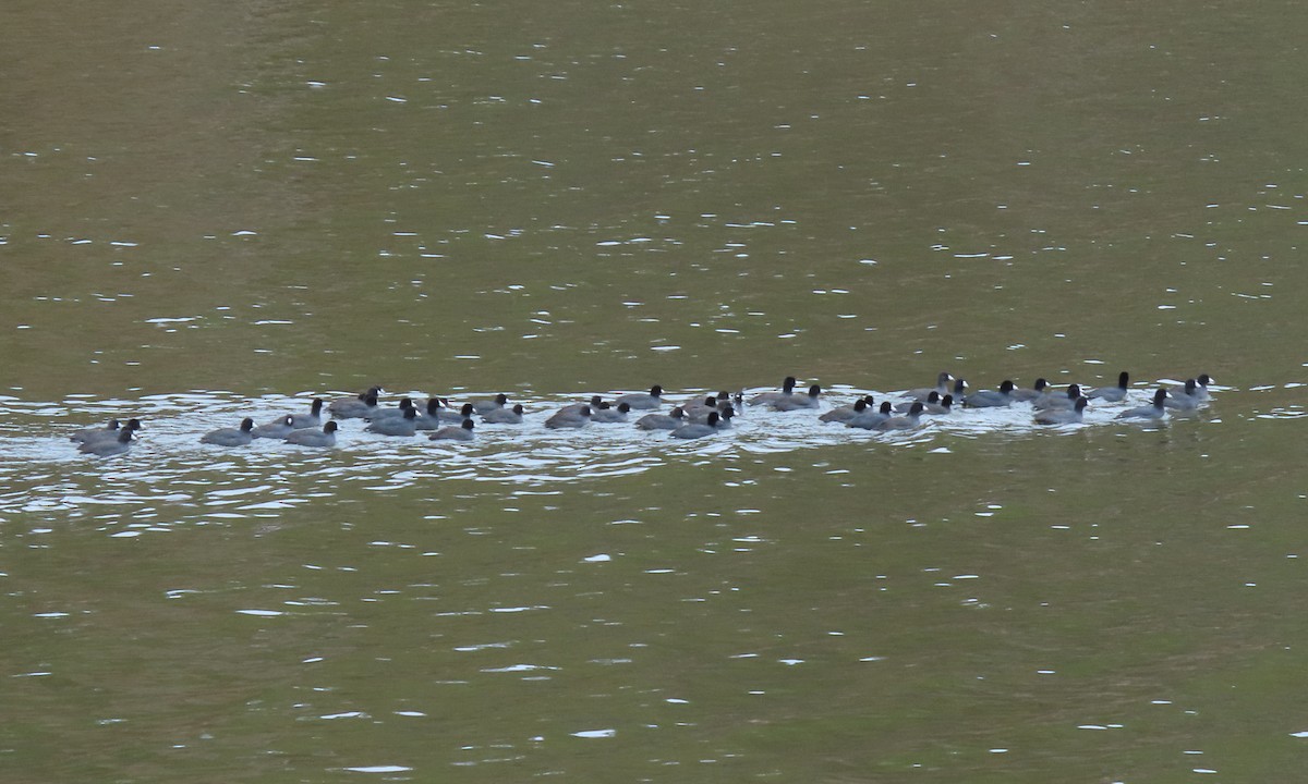 American Coot - ML504146551