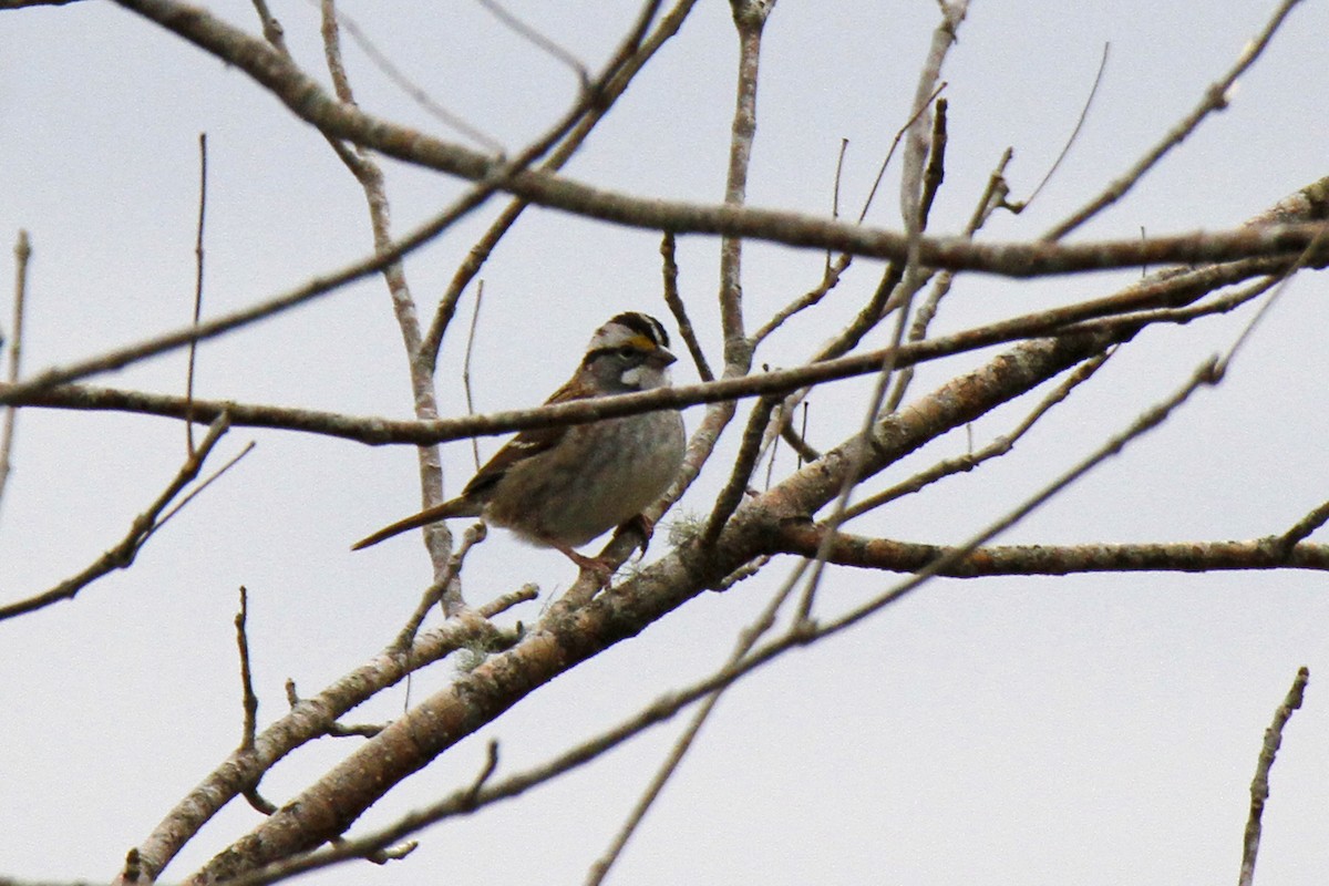 White-throated Sparrow - Connie Guillory