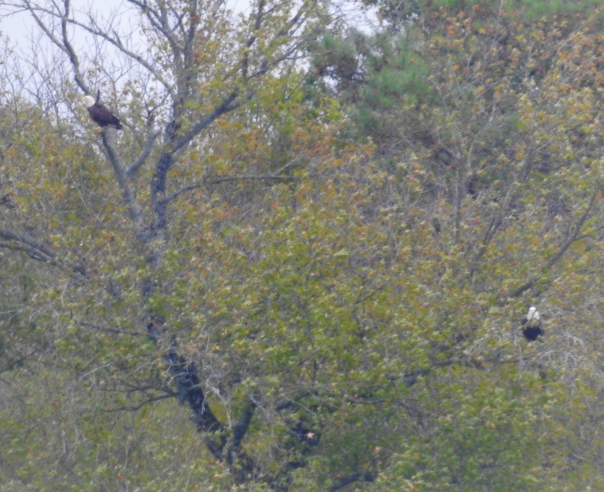 Bald Eagle - ML504148211