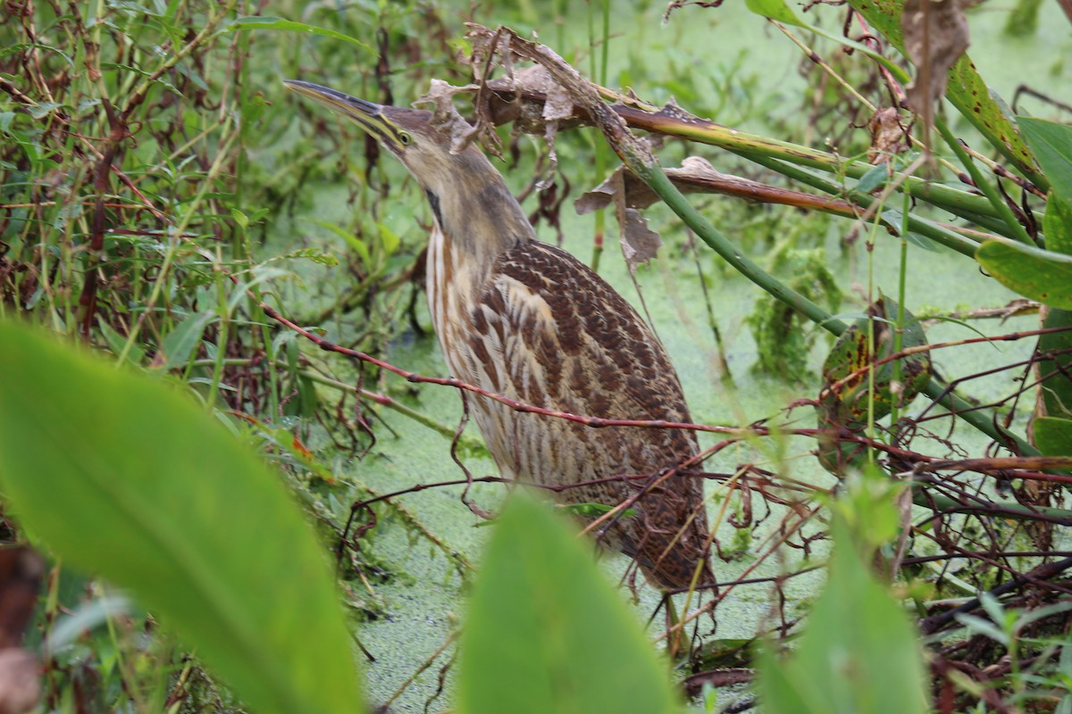 American Bittern - ML504148341