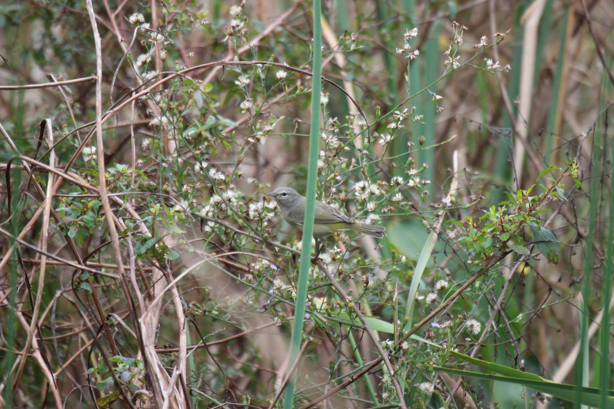 Orange-crowned Warbler - Michael Brady