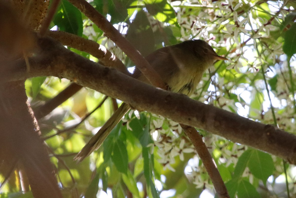 Malagasy Brush-Warbler (Malagasy) - ML504149021