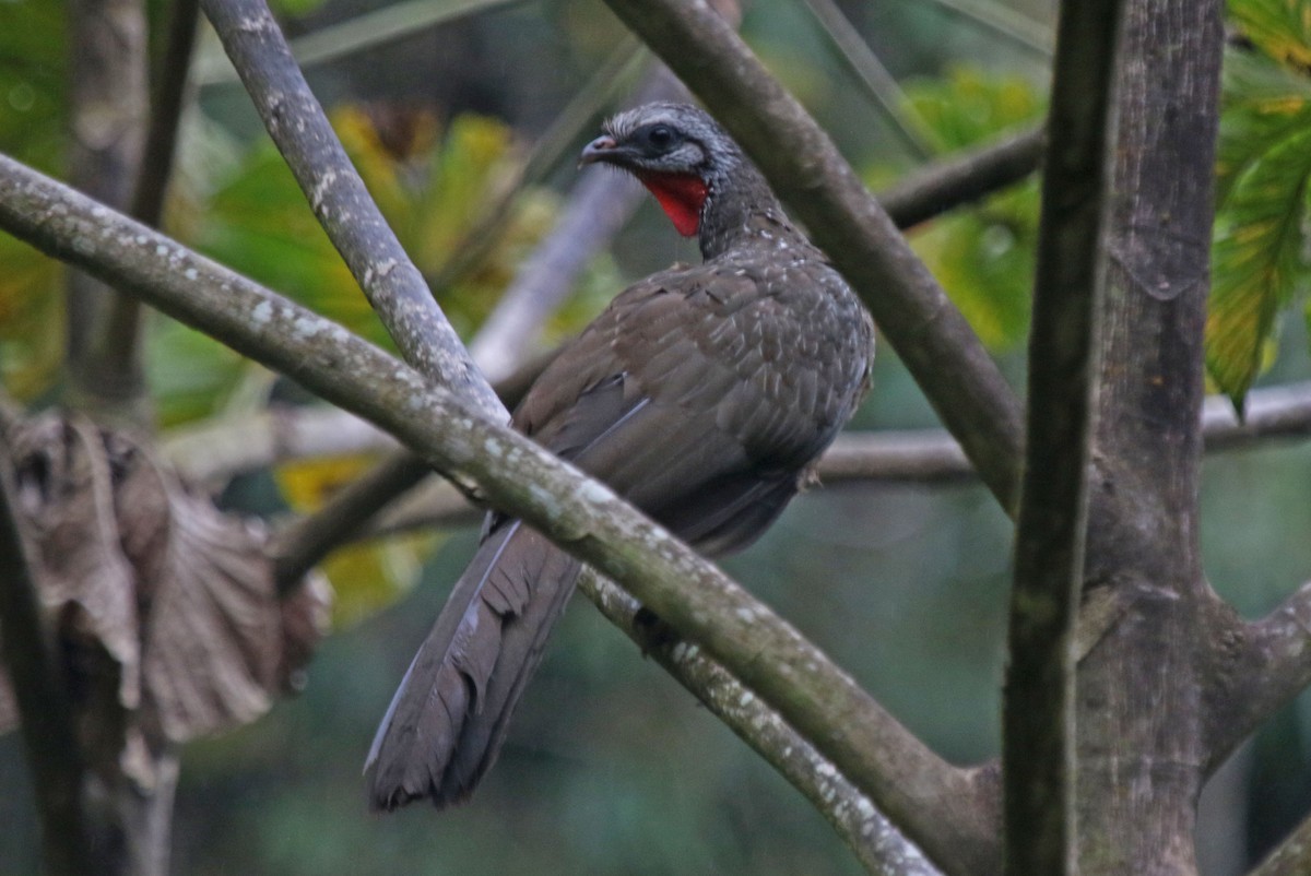 Andean Guan - Joan and/or George Sims
