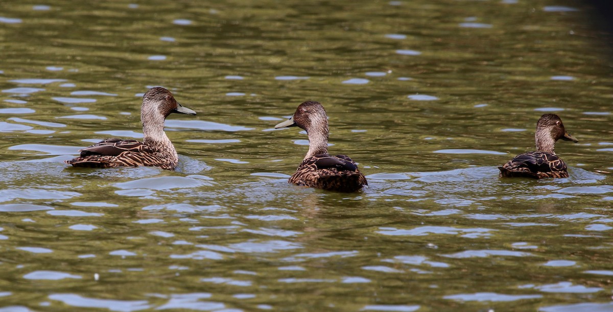 Meller's Duck - Jason Fidorra