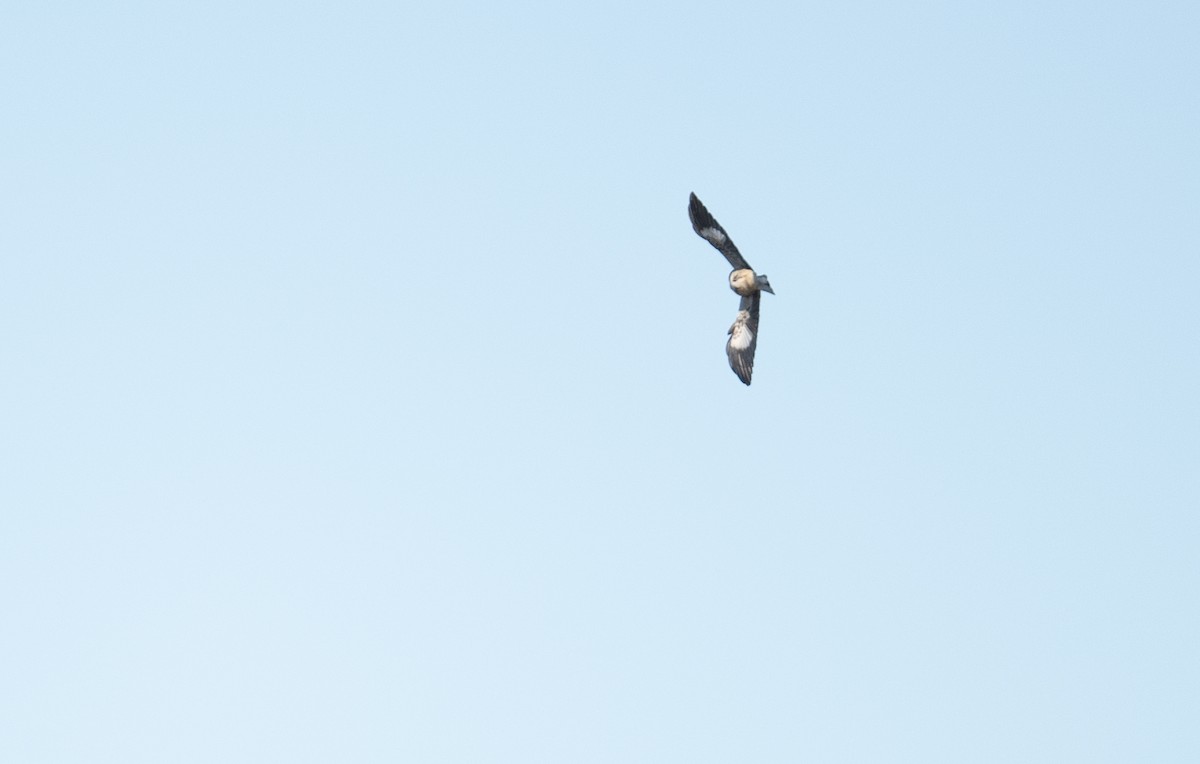 Northern Mockingbird - ML504152431