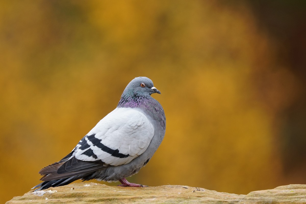 Rock Pigeon (Feral Pigeon) - ML504154511