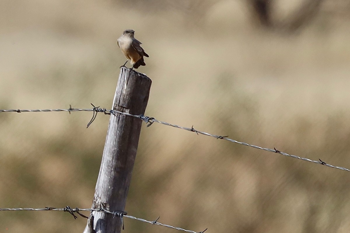 Say's Phoebe - Gordon Atkins