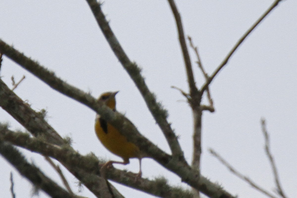 Eastern Meadowlark - Connie Guillory