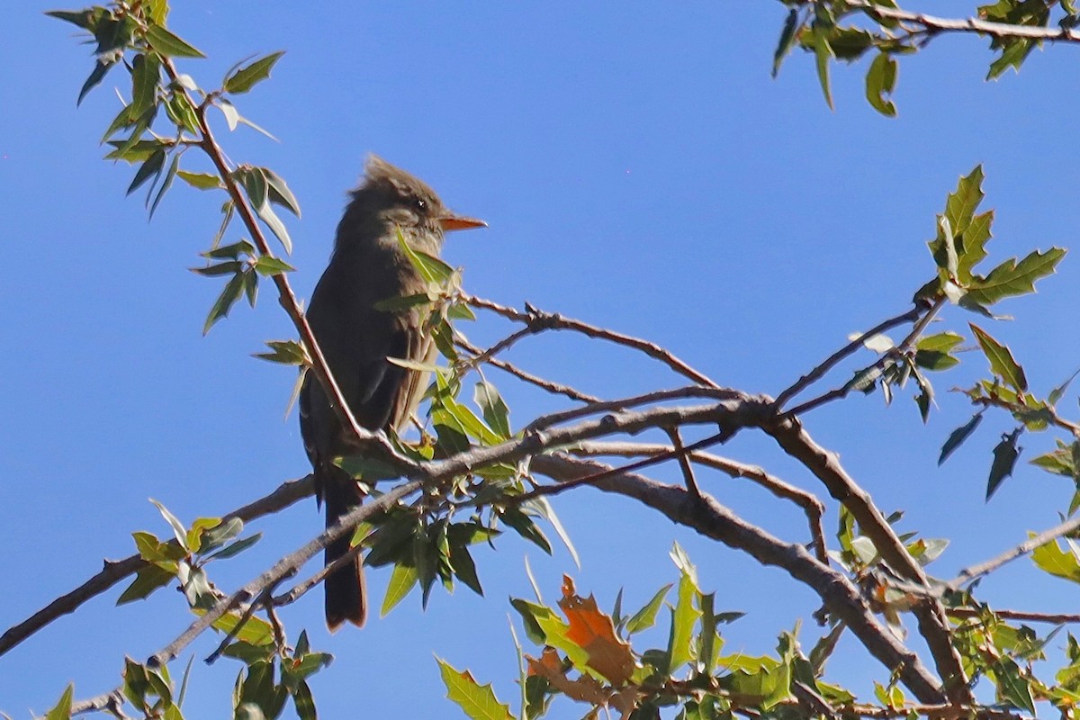Greater Pewee - ML504156381