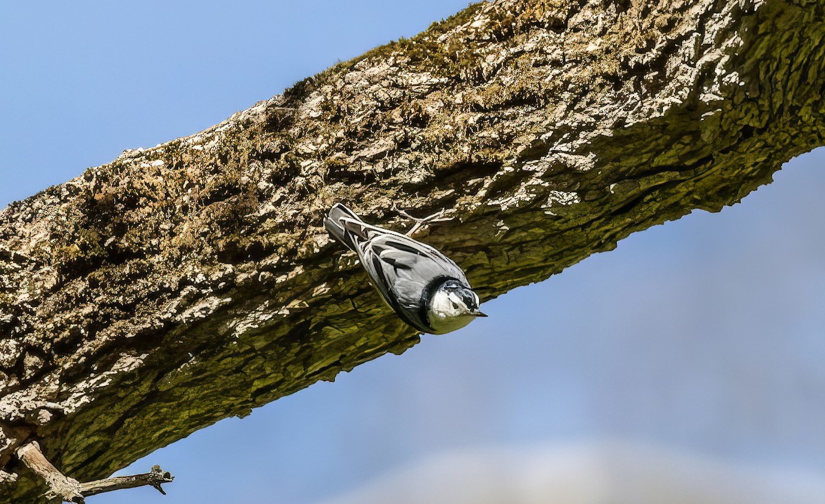 White-breasted Nuthatch - ML504156591