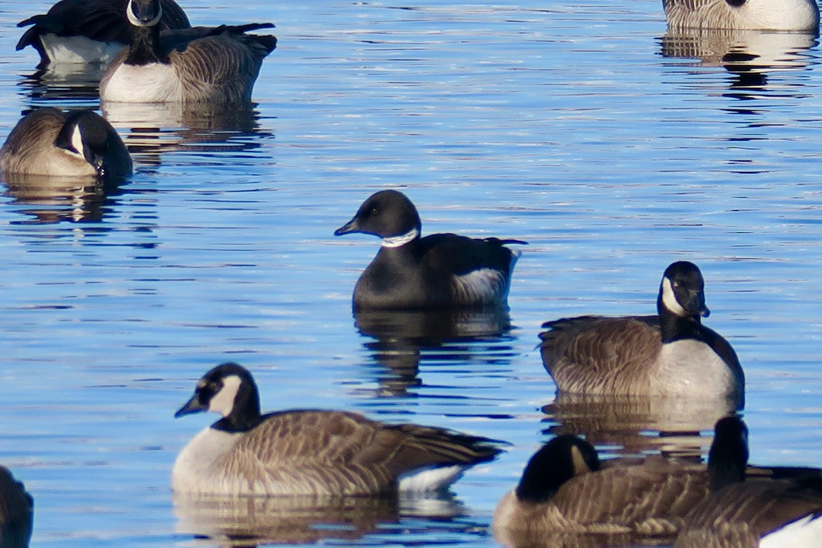 Brant - ML504158401