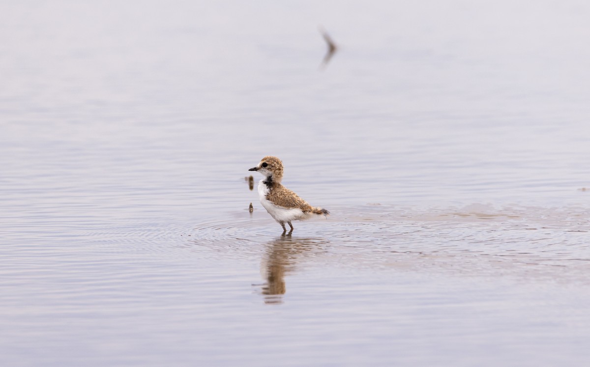 Collared Plover - Andres Arancibia
