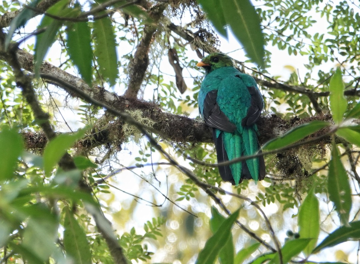 Quetzal Cabecidorado - ML504160031