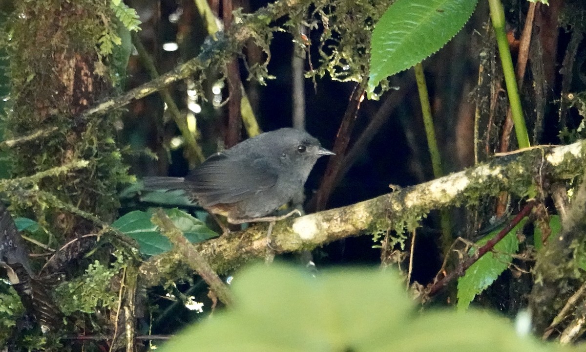 Trilling Tapaculo - ML504160161