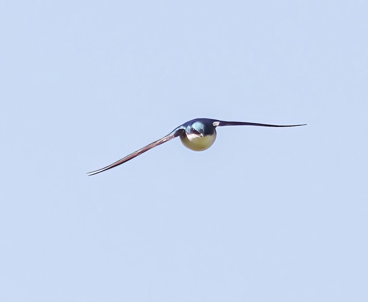 Tree Swallow - ML504160321