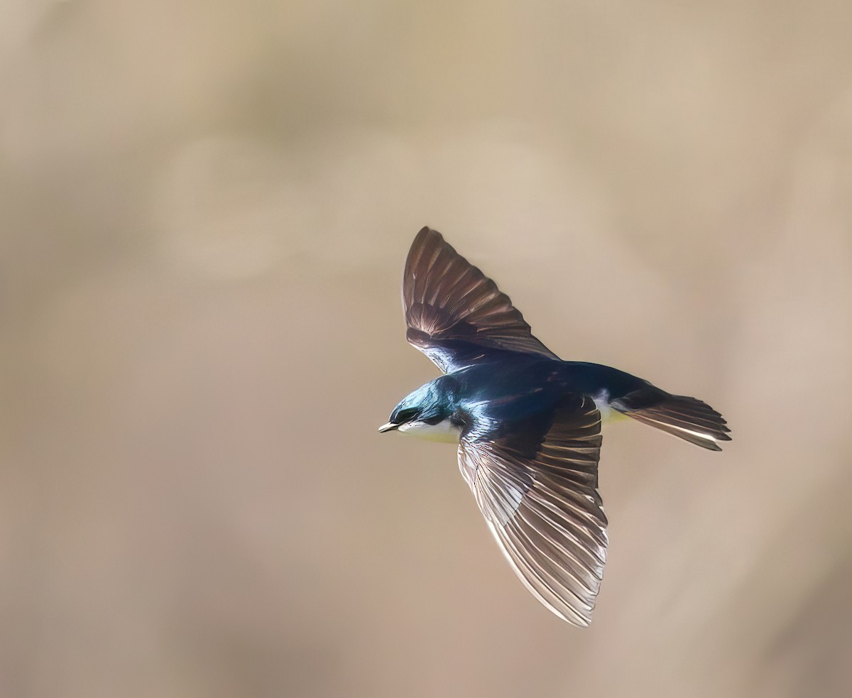 Tree Swallow - ML504160331