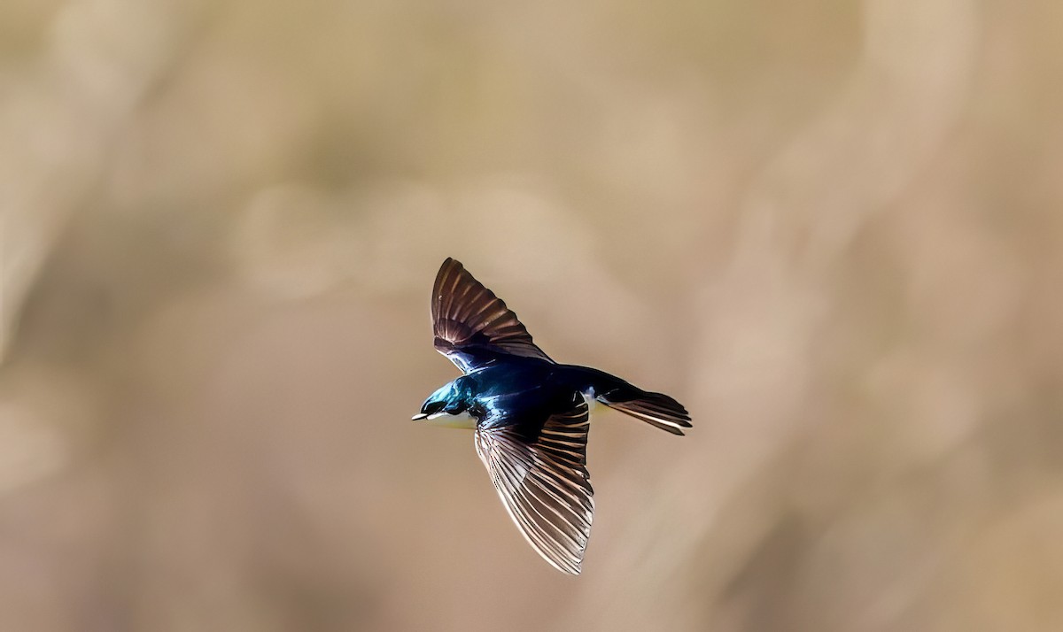Tree Swallow - ML504160341