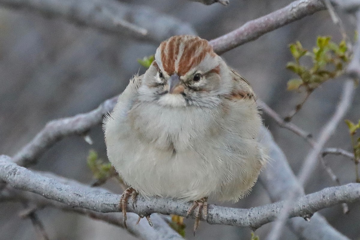 Rufous-winged Sparrow - ML504161101