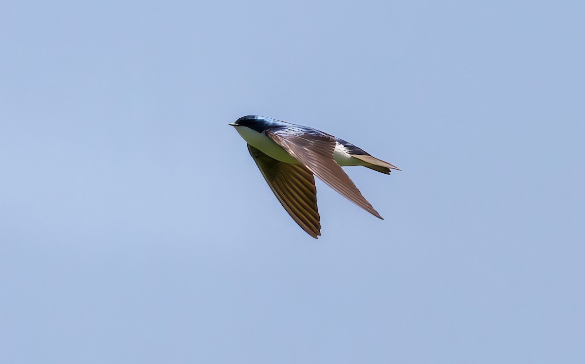 Tree Swallow - ML504161421