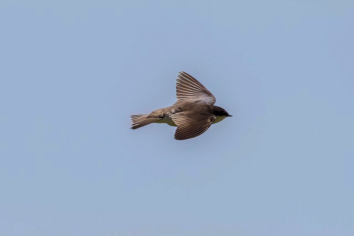 Tree Swallow - ML504161431