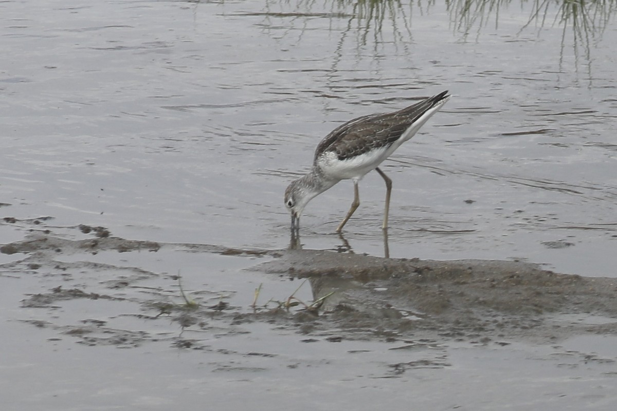 Common Greenshank - ML504162231