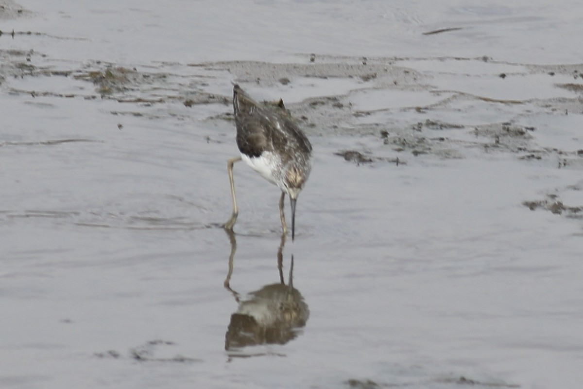 Common Greenshank - Gil Ewing