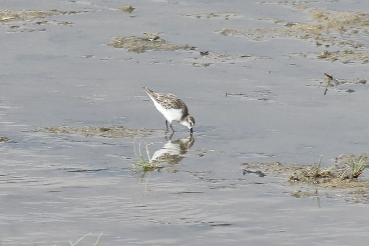 Little Stint - ML504162351