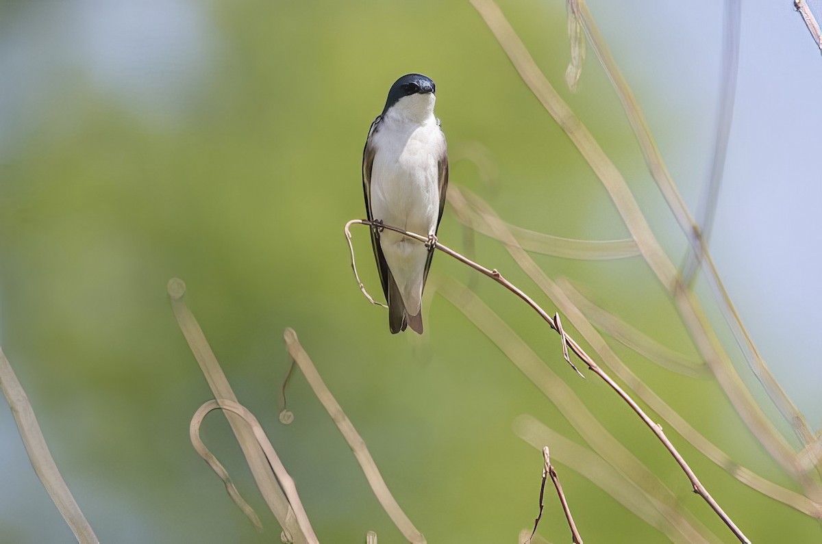Tree Swallow - ML504162371