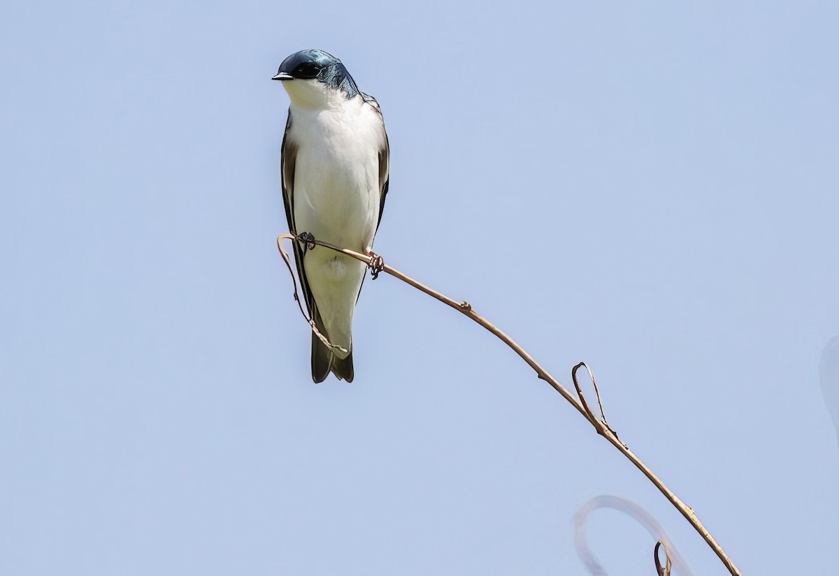 Tree Swallow - ML504162381