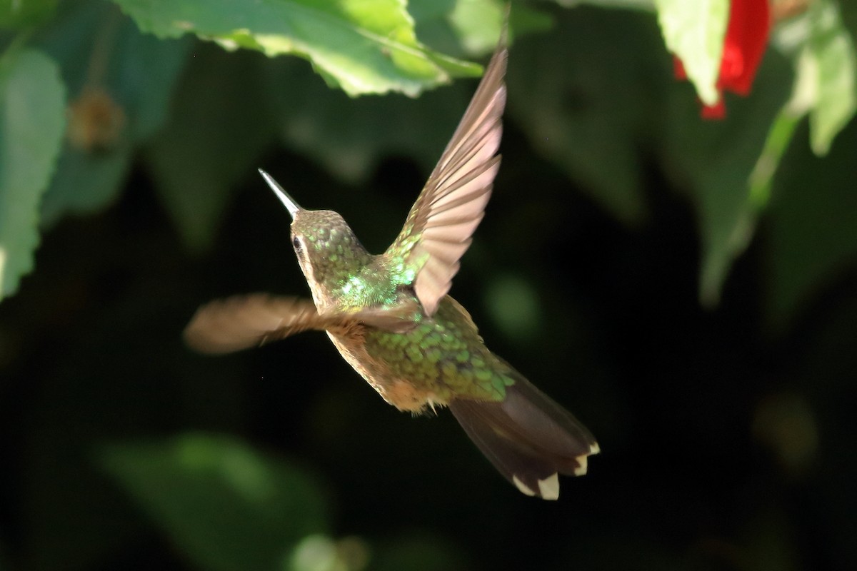Speckled Hummingbird - Manfred Bienert