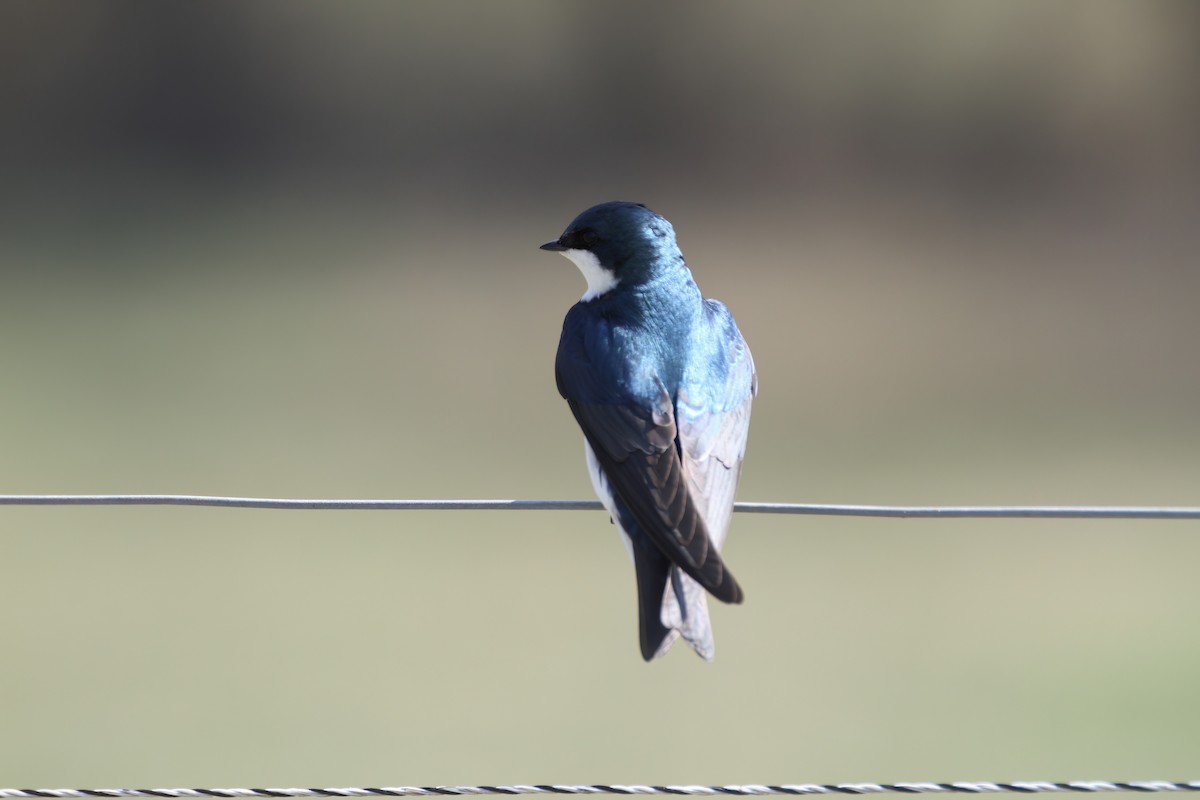 Tree Swallow - ML504163851