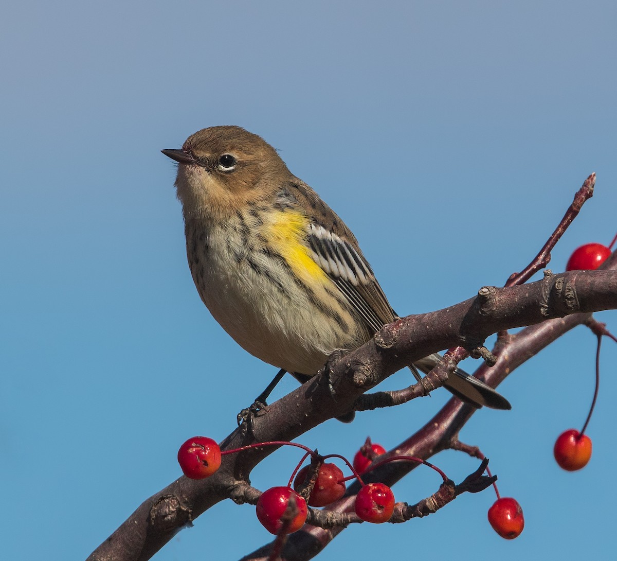 Yellow-rumped Warbler - ML504165131