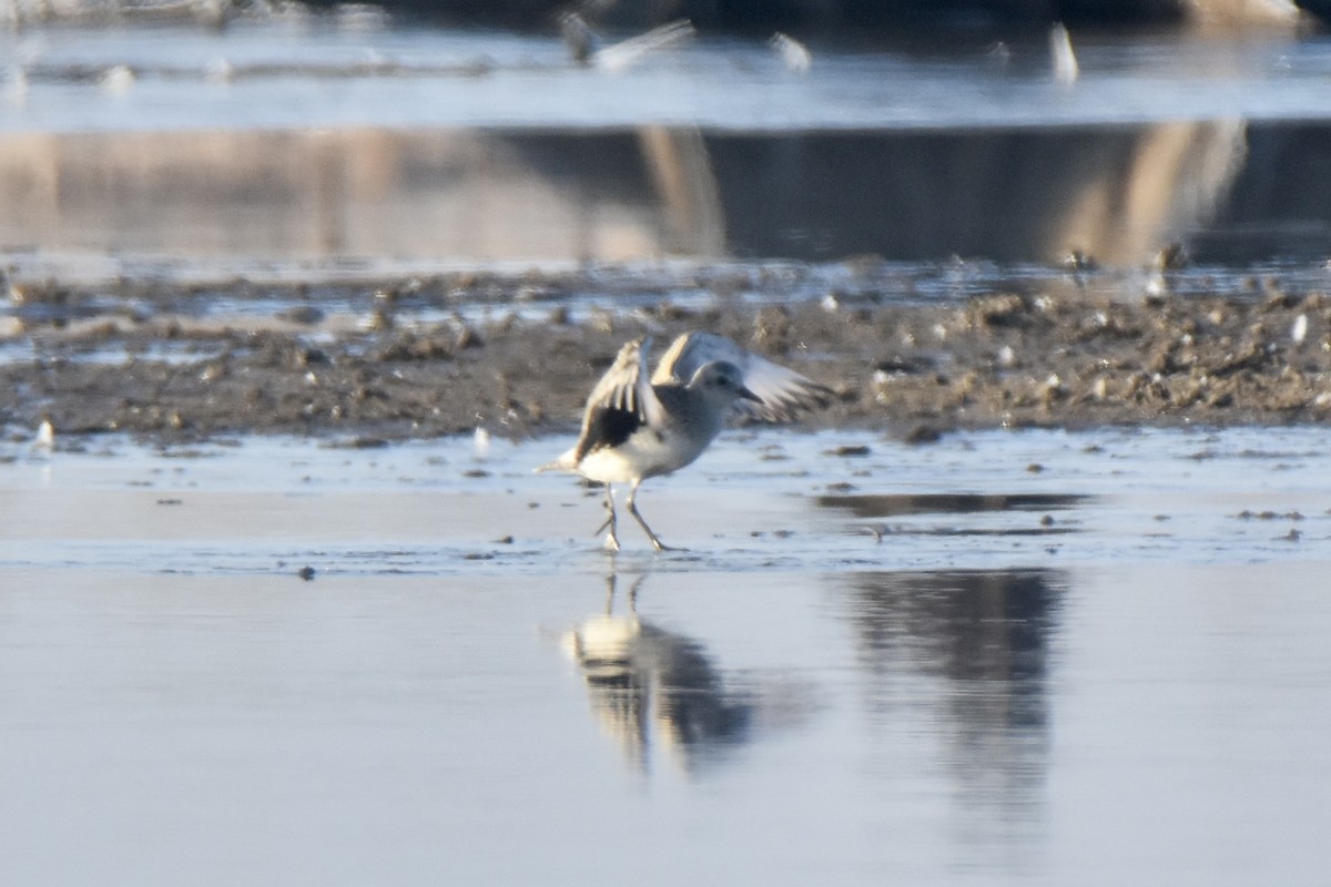 Black-bellied Plover - Pete Monacell