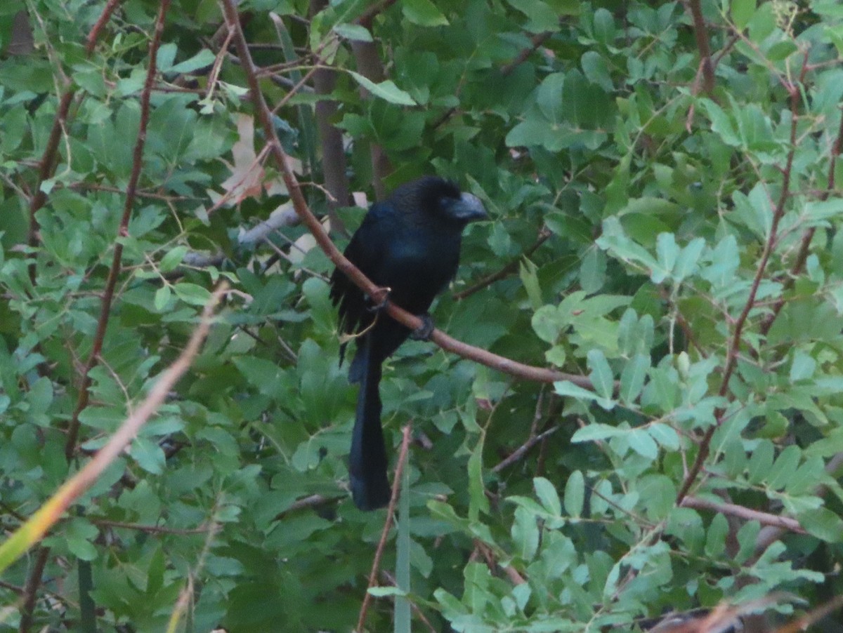 Smooth-billed Ani - ML504167701