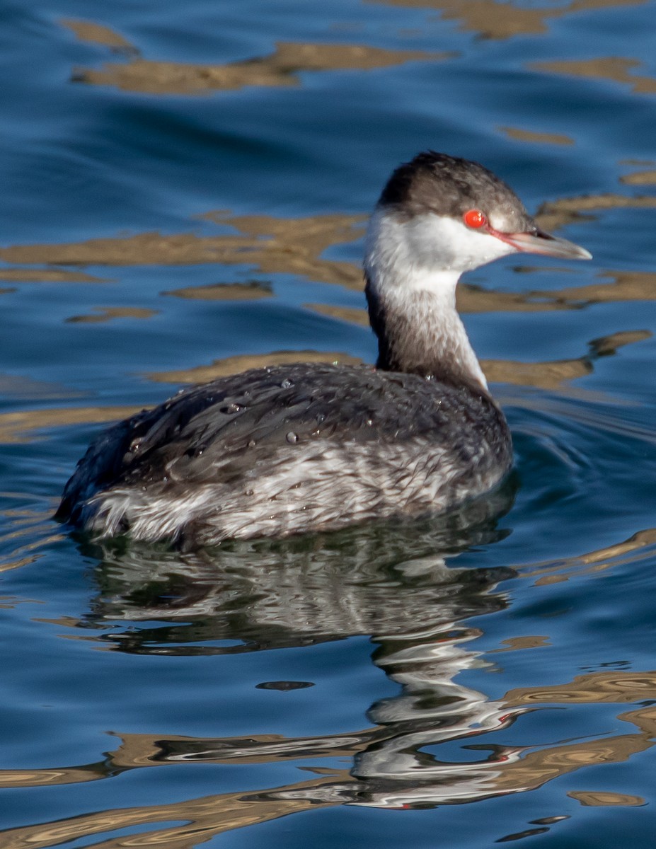 Horned Grebe - ML504169671