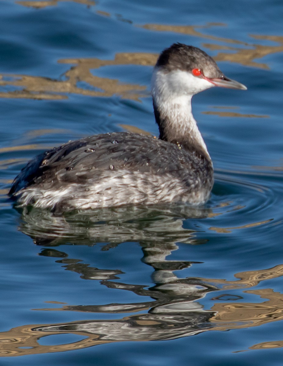 Horned Grebe - ML504169681