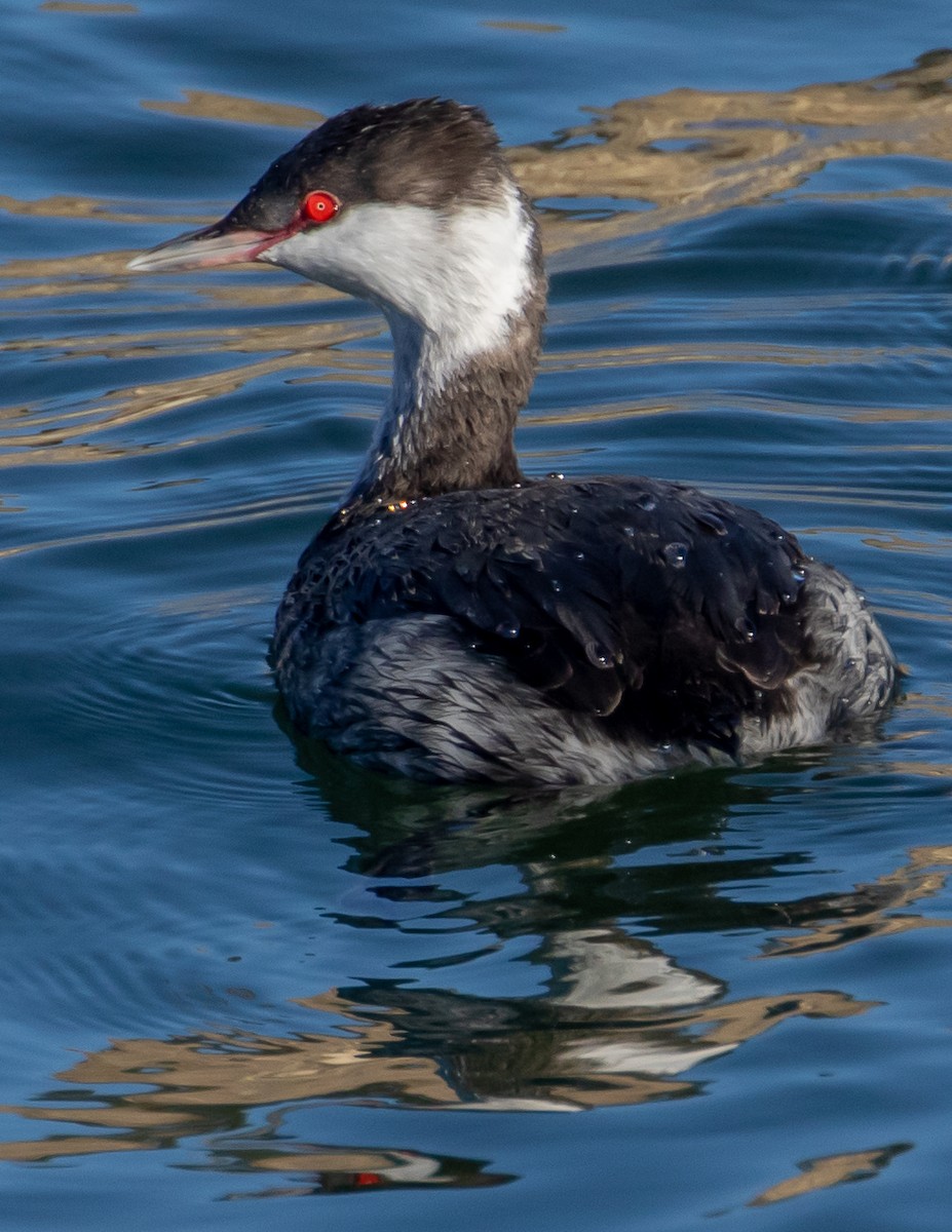 Horned Grebe - ML504169691