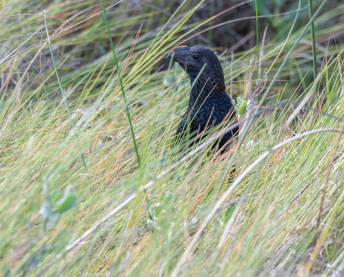 Smooth-billed Ani - ML504170451