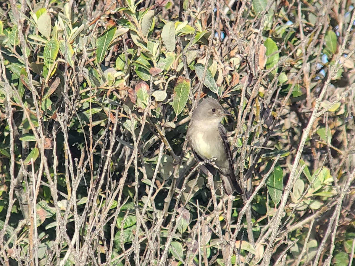 Western Wood-Pewee - ML504170471