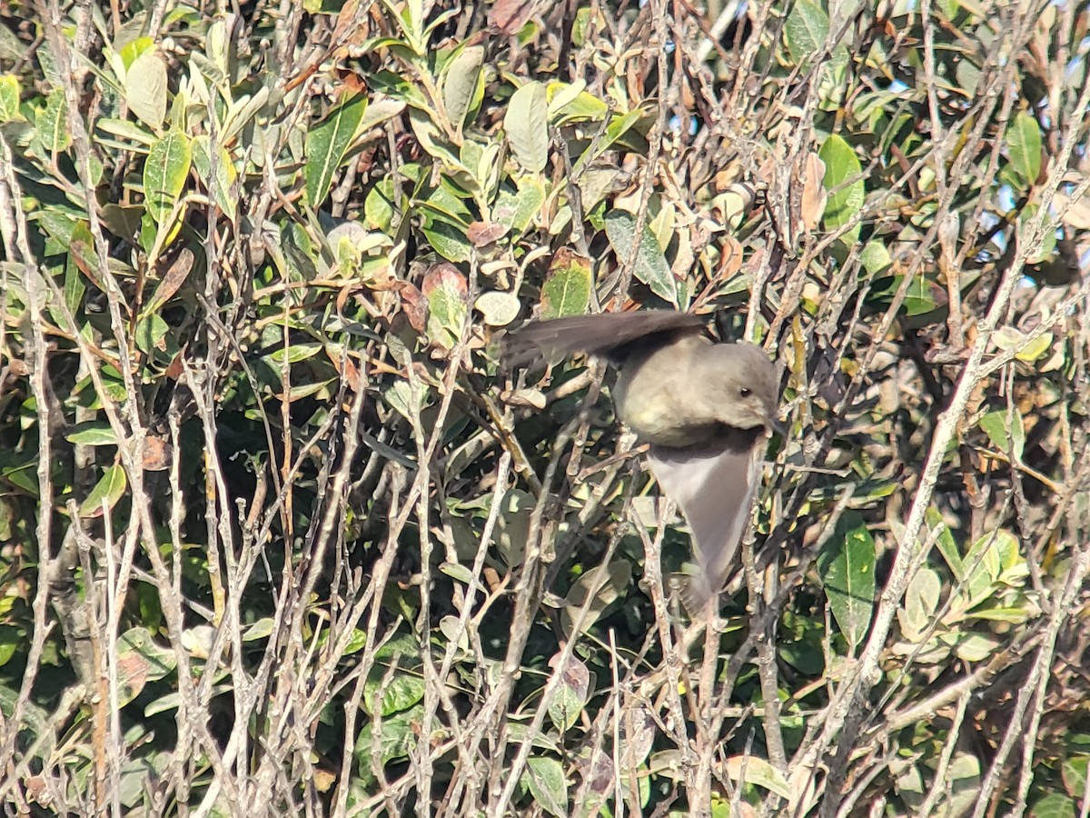 Western Wood-Pewee - ML504170641