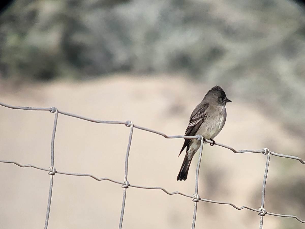 Western Wood-Pewee - ML504170671