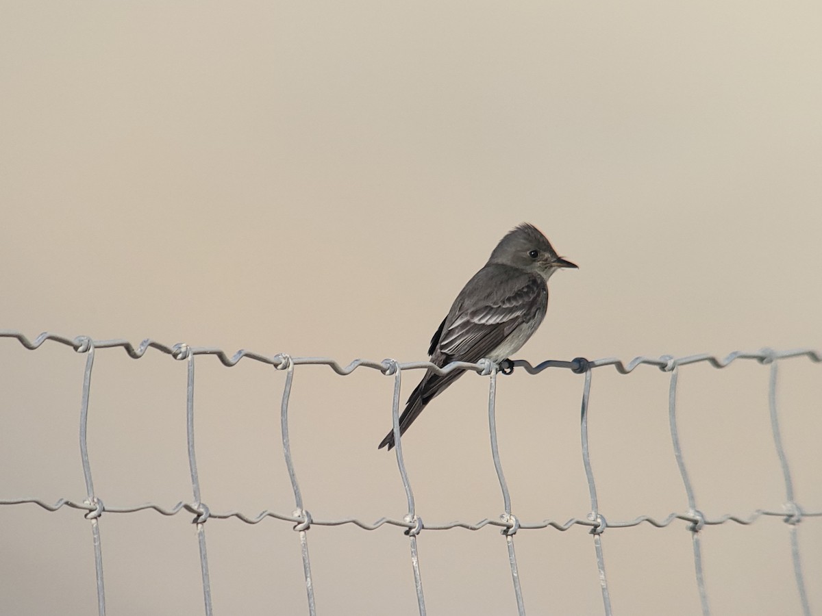 Western Wood-Pewee - ML504170711