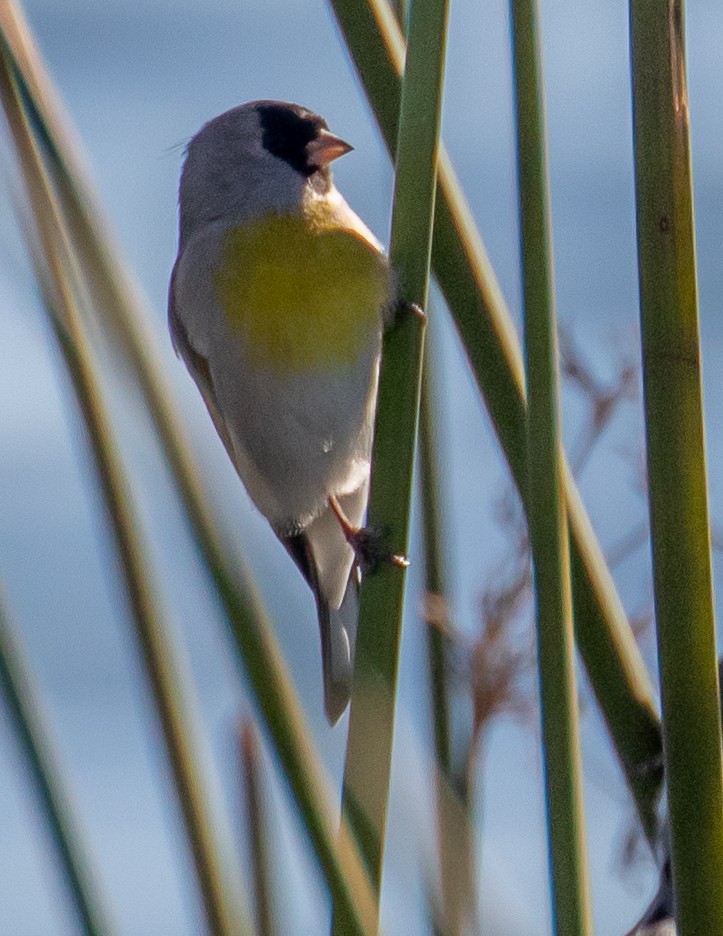 Lawrence's Goldfinch - ML504170721