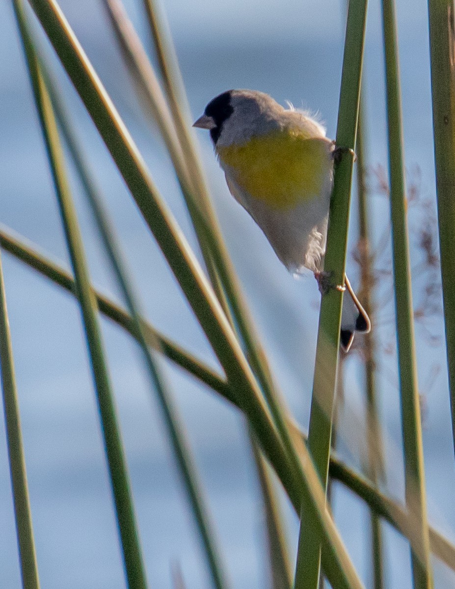 Lawrence's Goldfinch - ML504170731