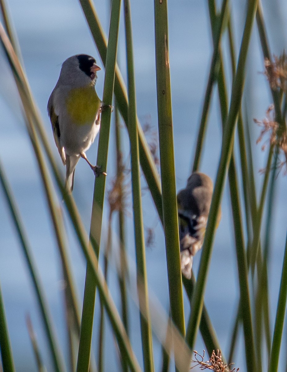 Lawrence's Goldfinch - ML504170741