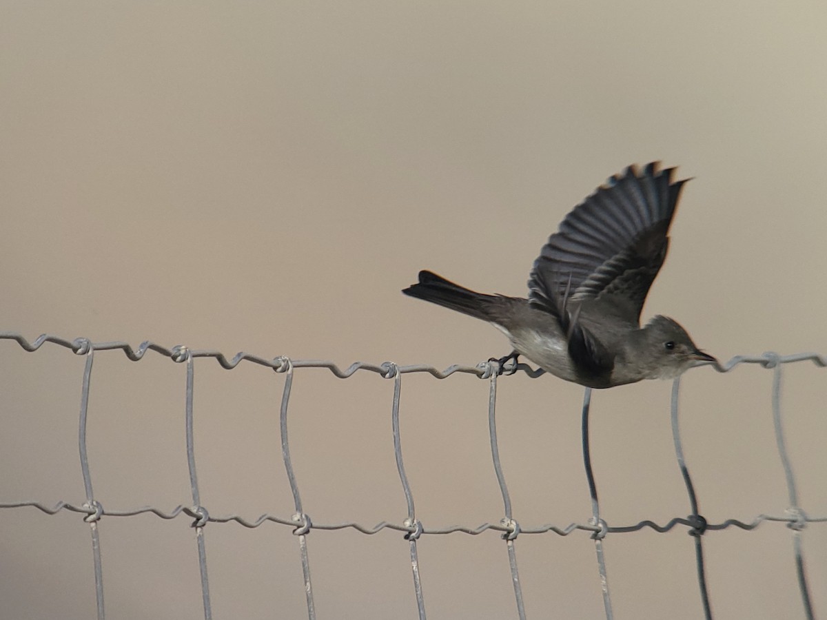 Western Wood-Pewee - ML504170771