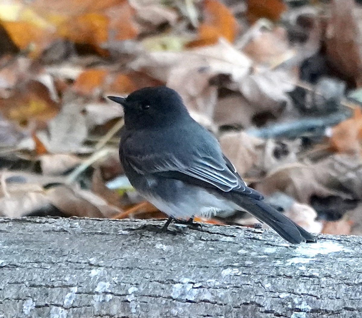 Black Phoebe - ML504170801