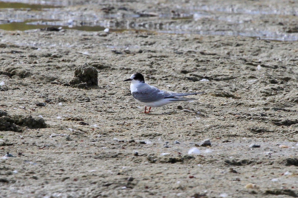 Arctic Tern - ML504171941