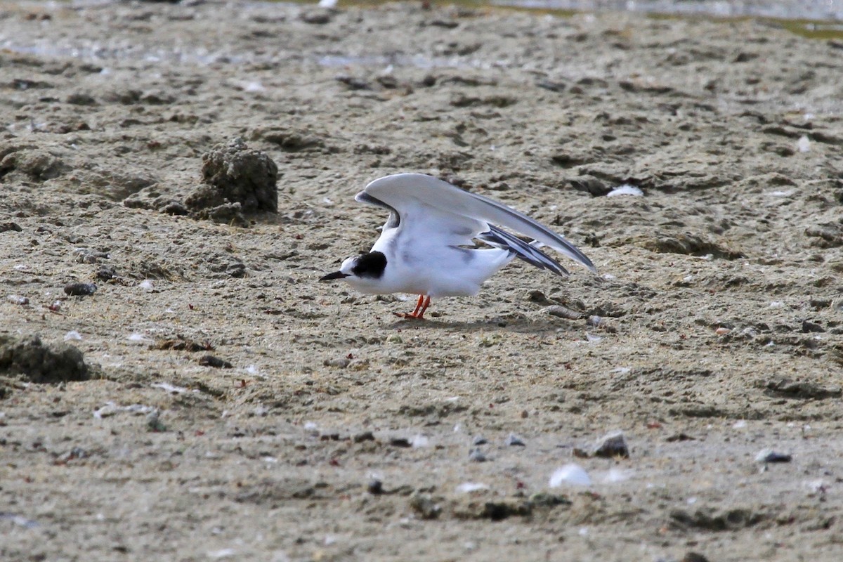 Arctic Tern - Thomas Heinrich