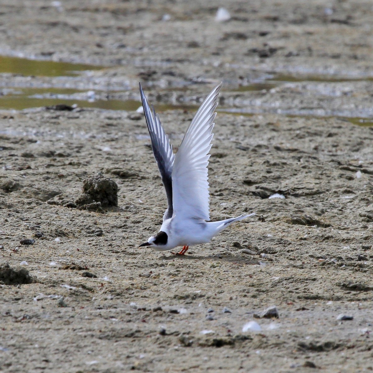 Arctic Tern - ML504171961